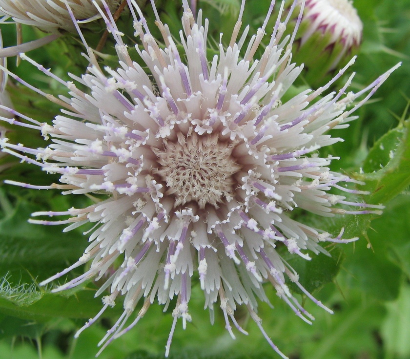 Изображение особи Cirsium esculentum.