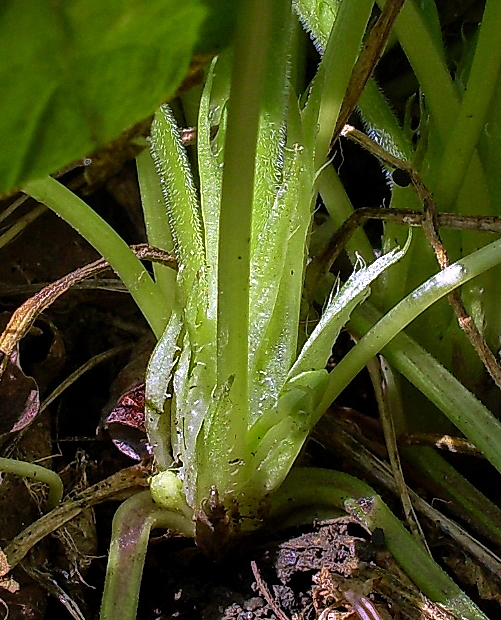 Image of Viola suavis specimen.