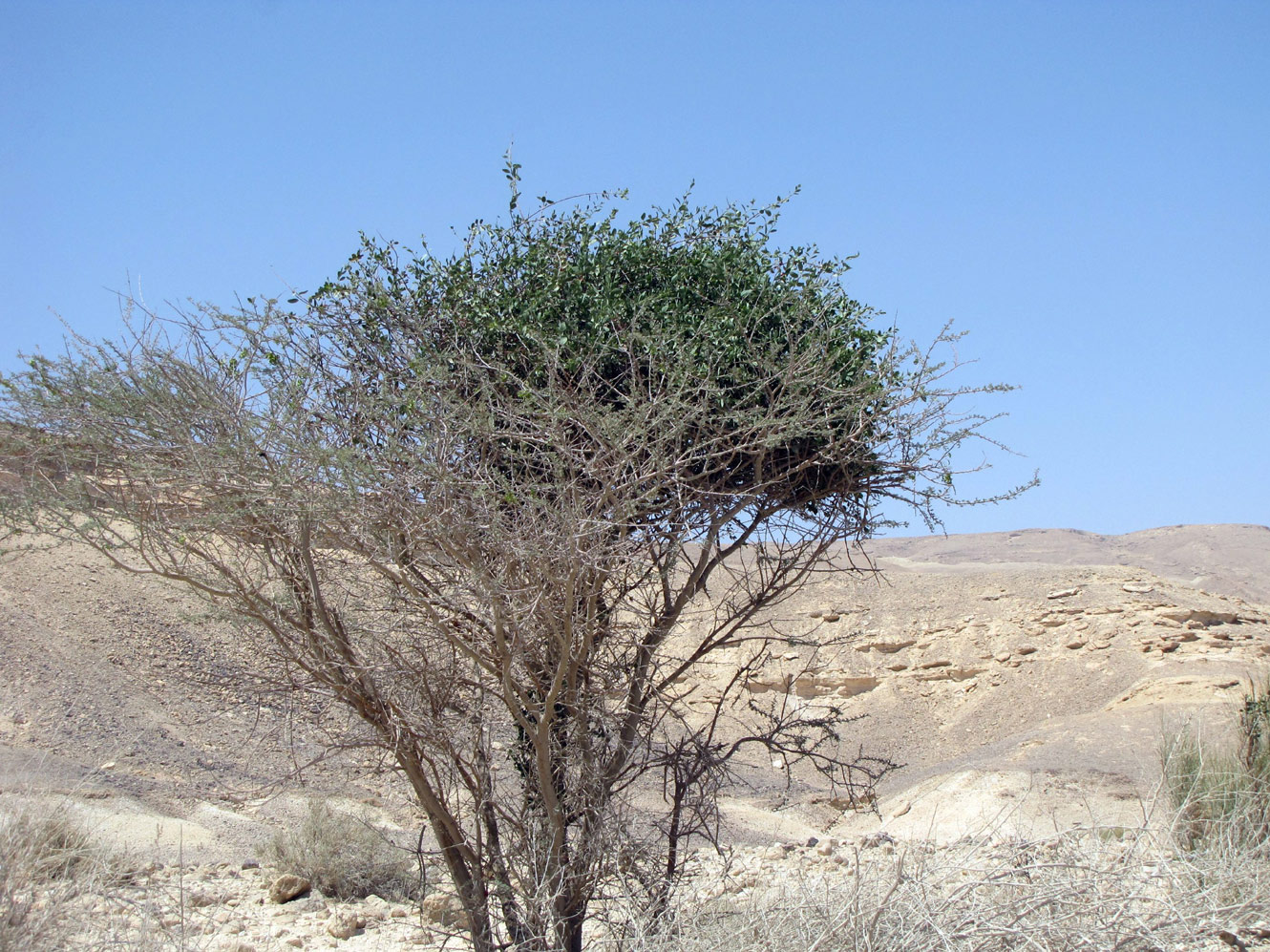 Image of Vachellia tortilis ssp. raddiana specimen.