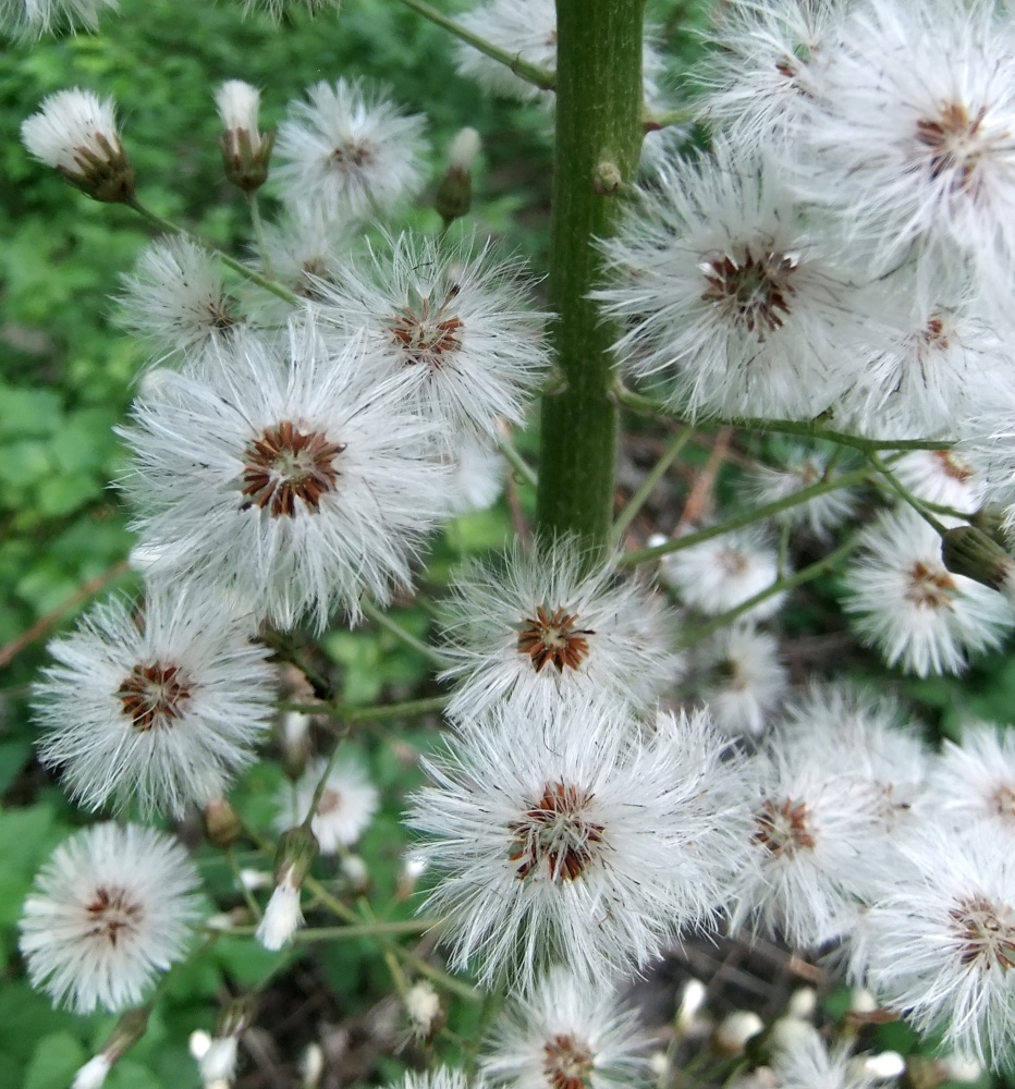 Изображение особи Petasites albus.