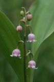 Convallaria majalis