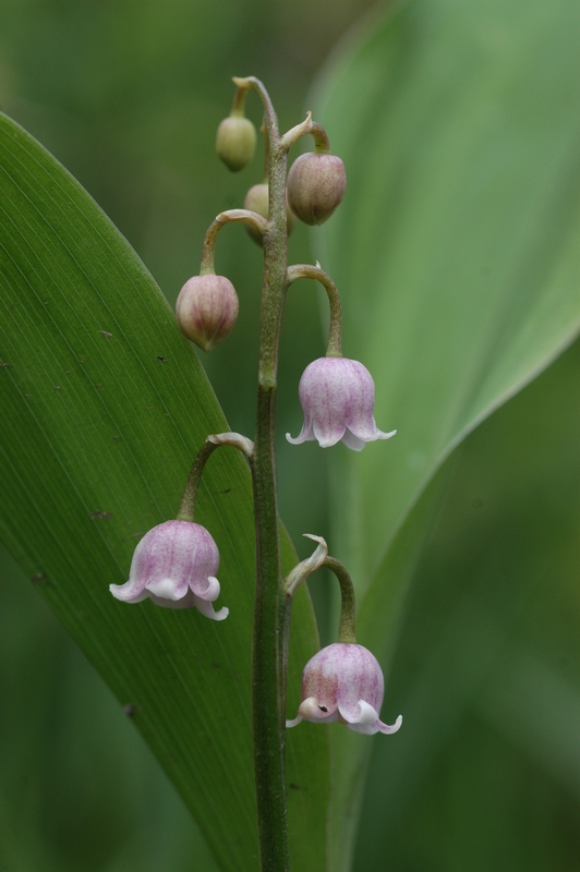 Image of Convallaria majalis specimen.