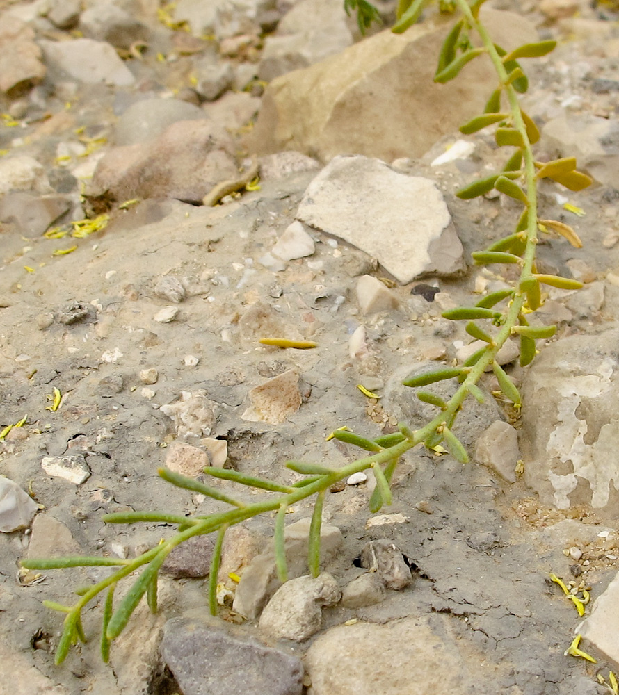 Изображение особи Haplophyllum tuberculatum.