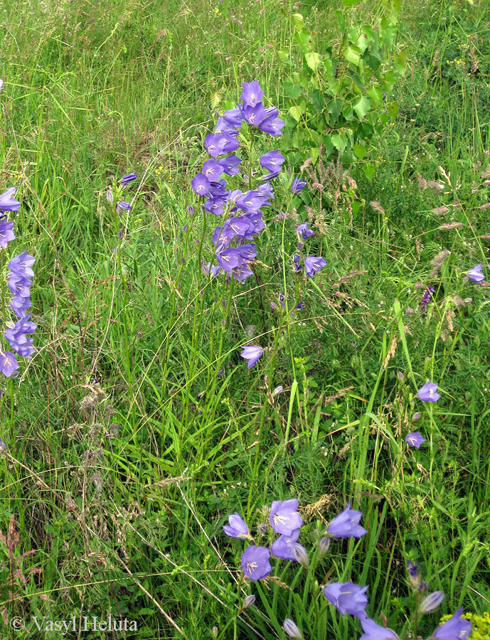 Image of Campanula persicifolia specimen.