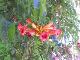 Campsis radicans