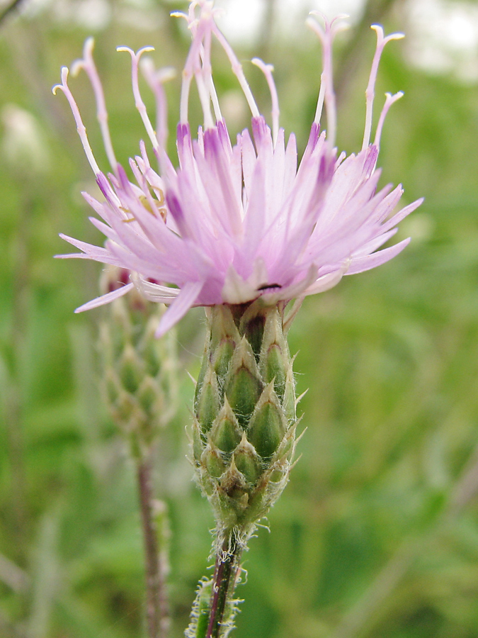 Image of Klasea erucifolia specimen.