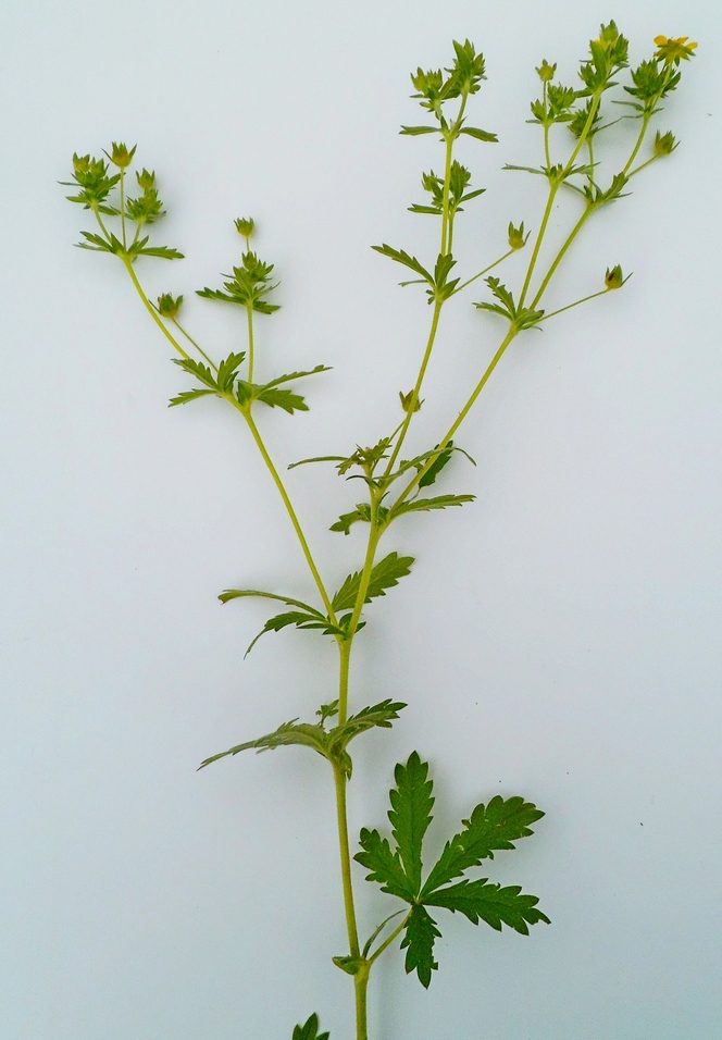 Image of Potentilla intermedia specimen.