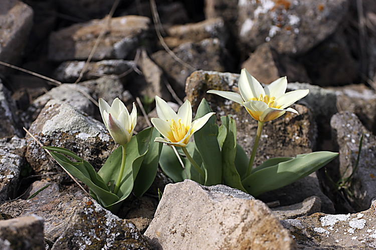 Изображение особи Tulipa berkariensis.