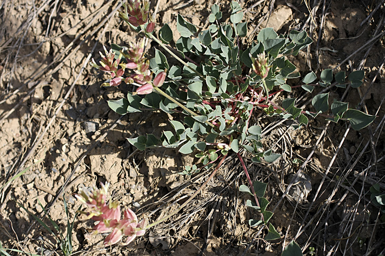 Image of Astragalus megalomerus specimen.