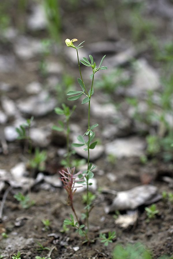 Image of Lotus sergievskiae specimen.