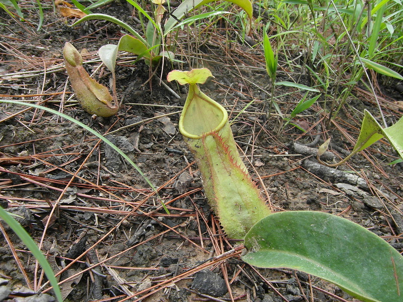 Image of Nepenthes smilesii specimen.