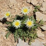 Taraxacum confusum. Цветущее растение. Республика Адыгея, плато Лаго-Наки. 25.07.2012.