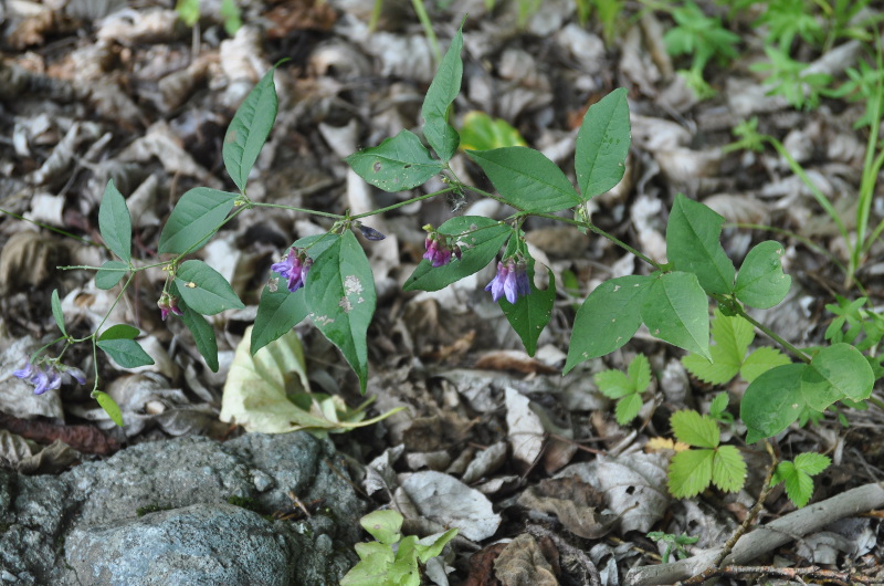 Image of Vicia unijuga specimen.