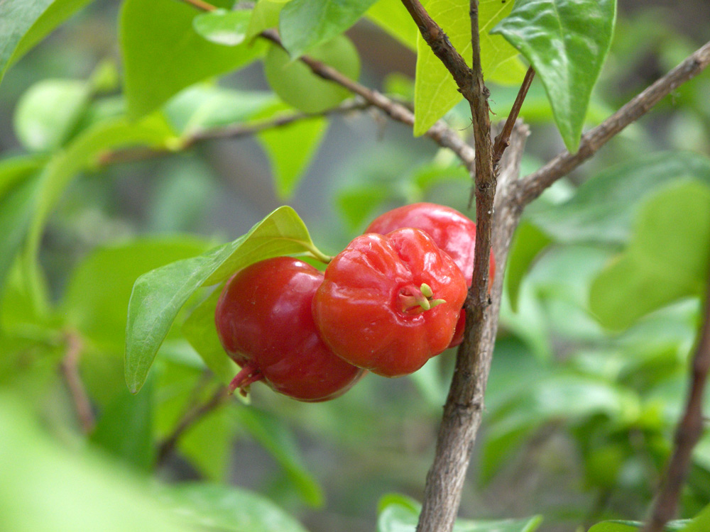 Image of Eugenia uniflora specimen.