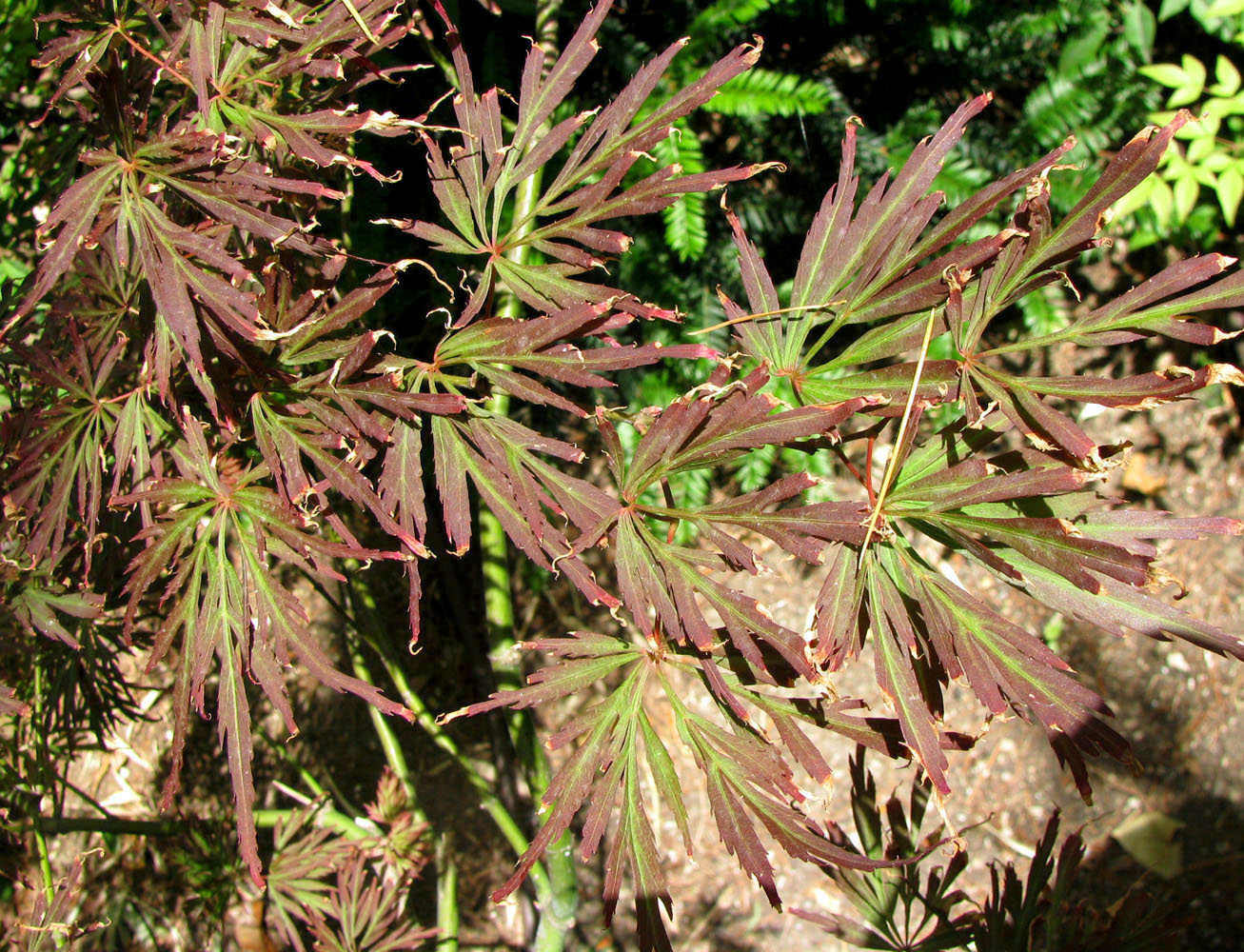 Image of Acer palmatum specimen.