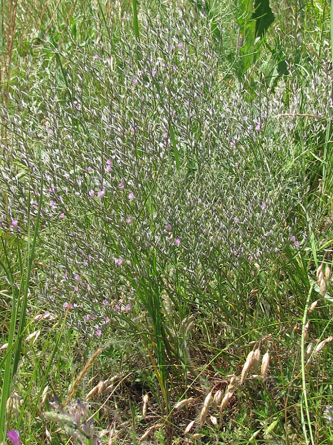 Image of Goniolimon graminifolium specimen.