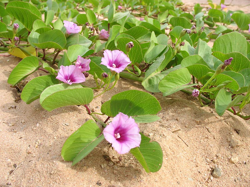 Image of Ipomoea pes-caprae specimen.