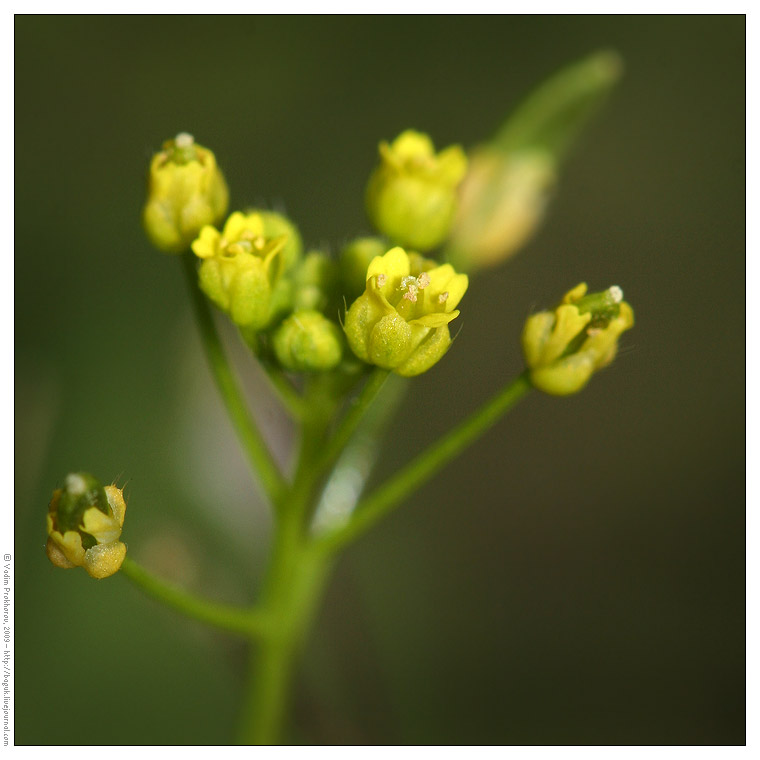 Image of Draba nemorosa specimen.