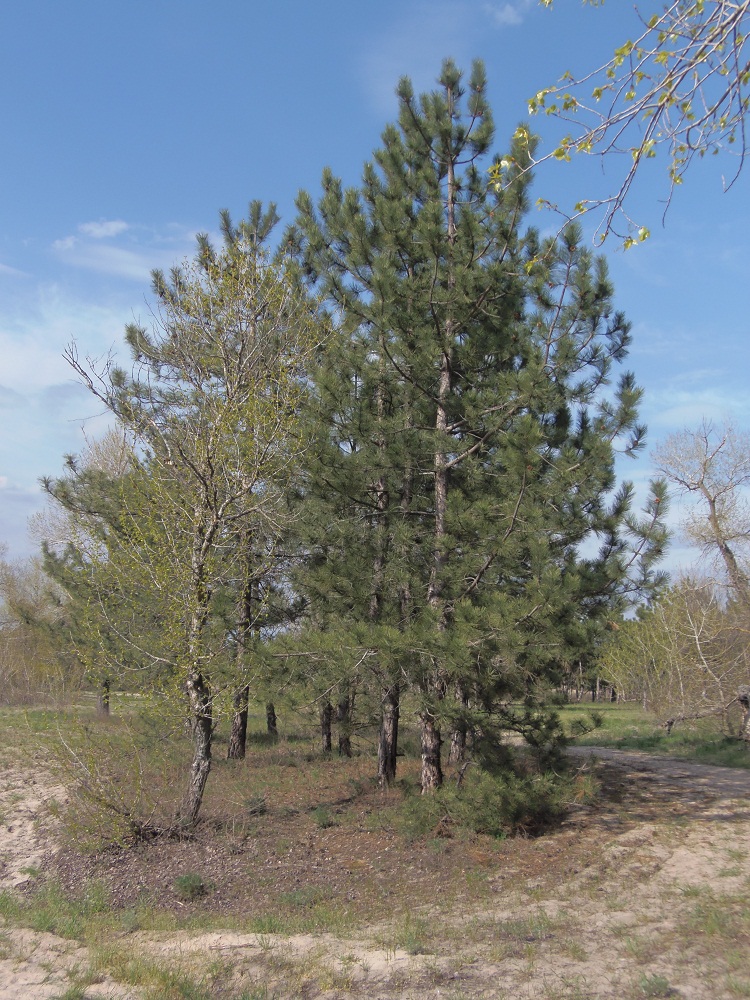 Изображение особи Pinus pallasiana.