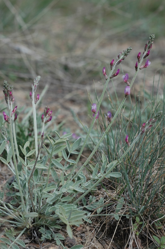 Изображение особи Oxytropis gebleriana.