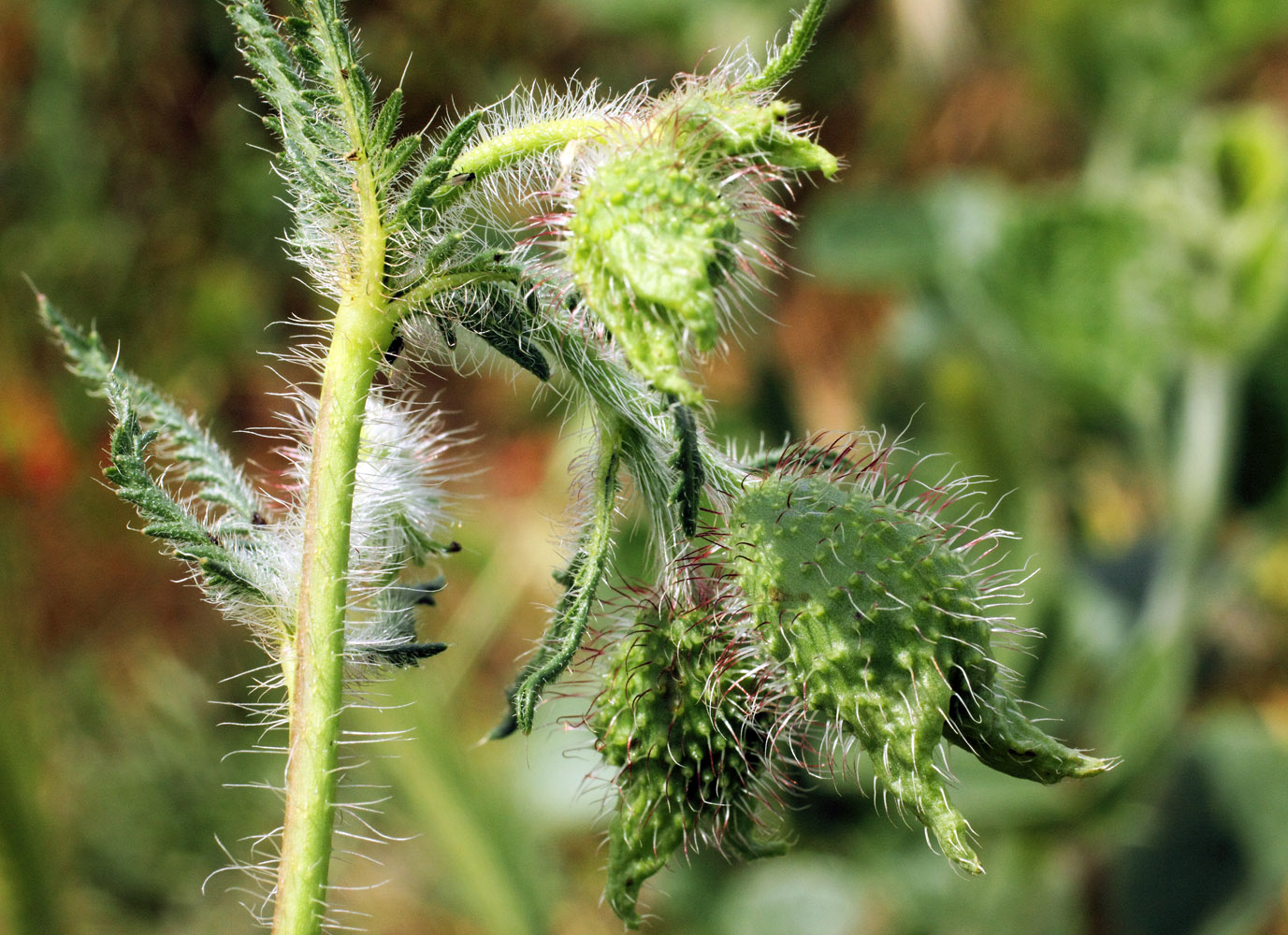 Image of Papaver pavoninum specimen.