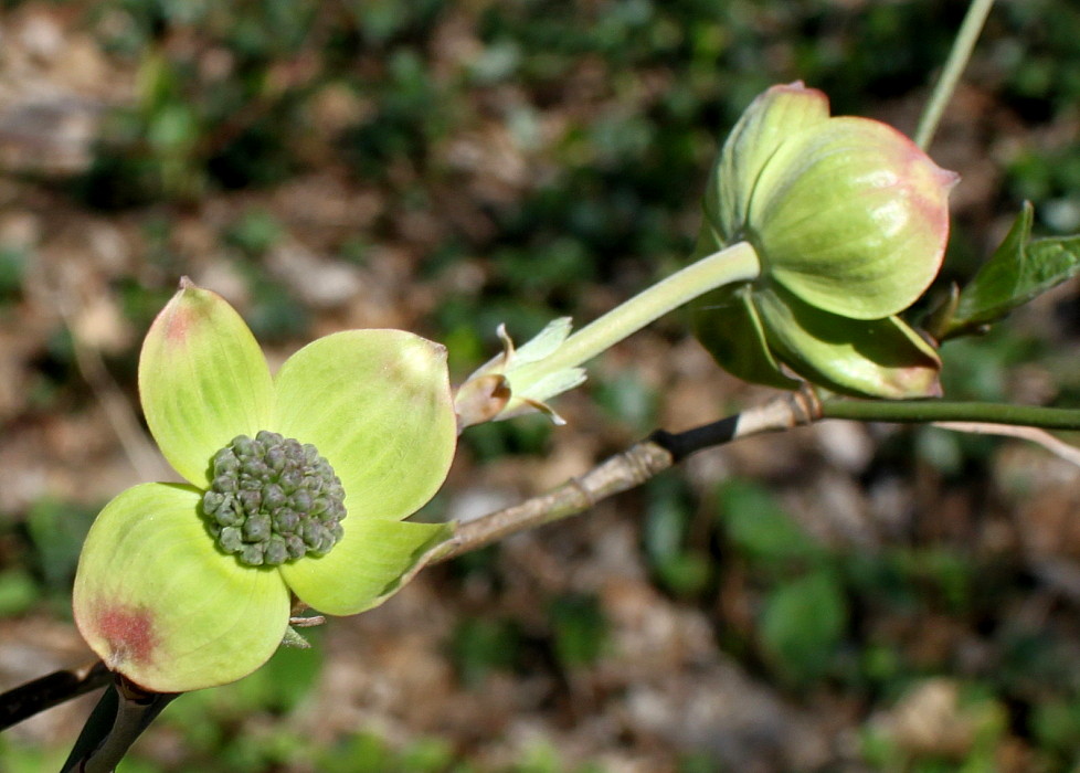 Image of Cynoxylon nuttallii specimen.