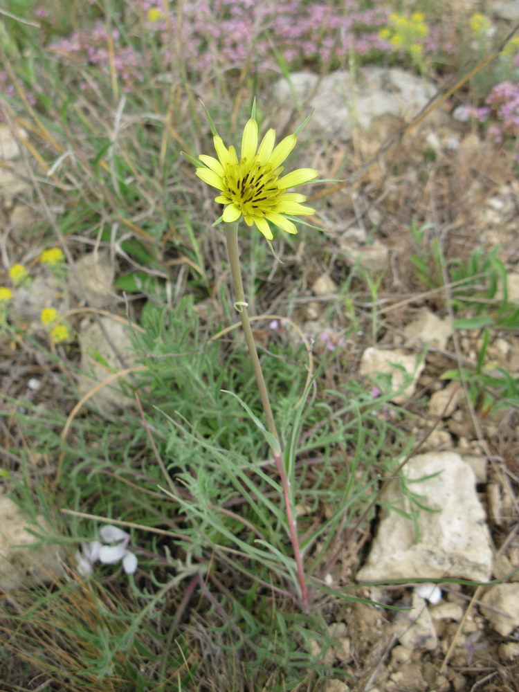 Image of Tragopogon dubius specimen.