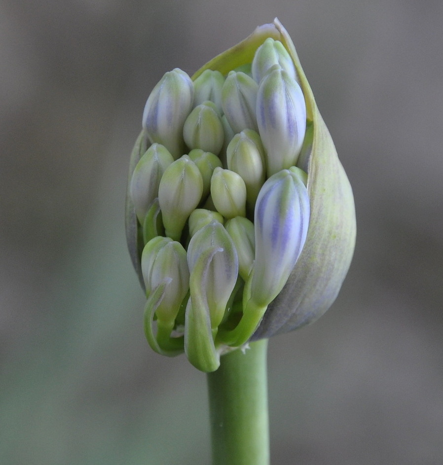 Изображение особи Agapanthus africanus.