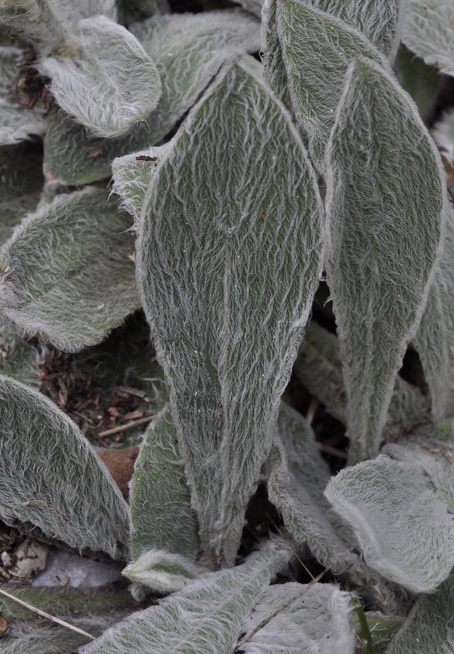 Image of genus Hieracium specimen.