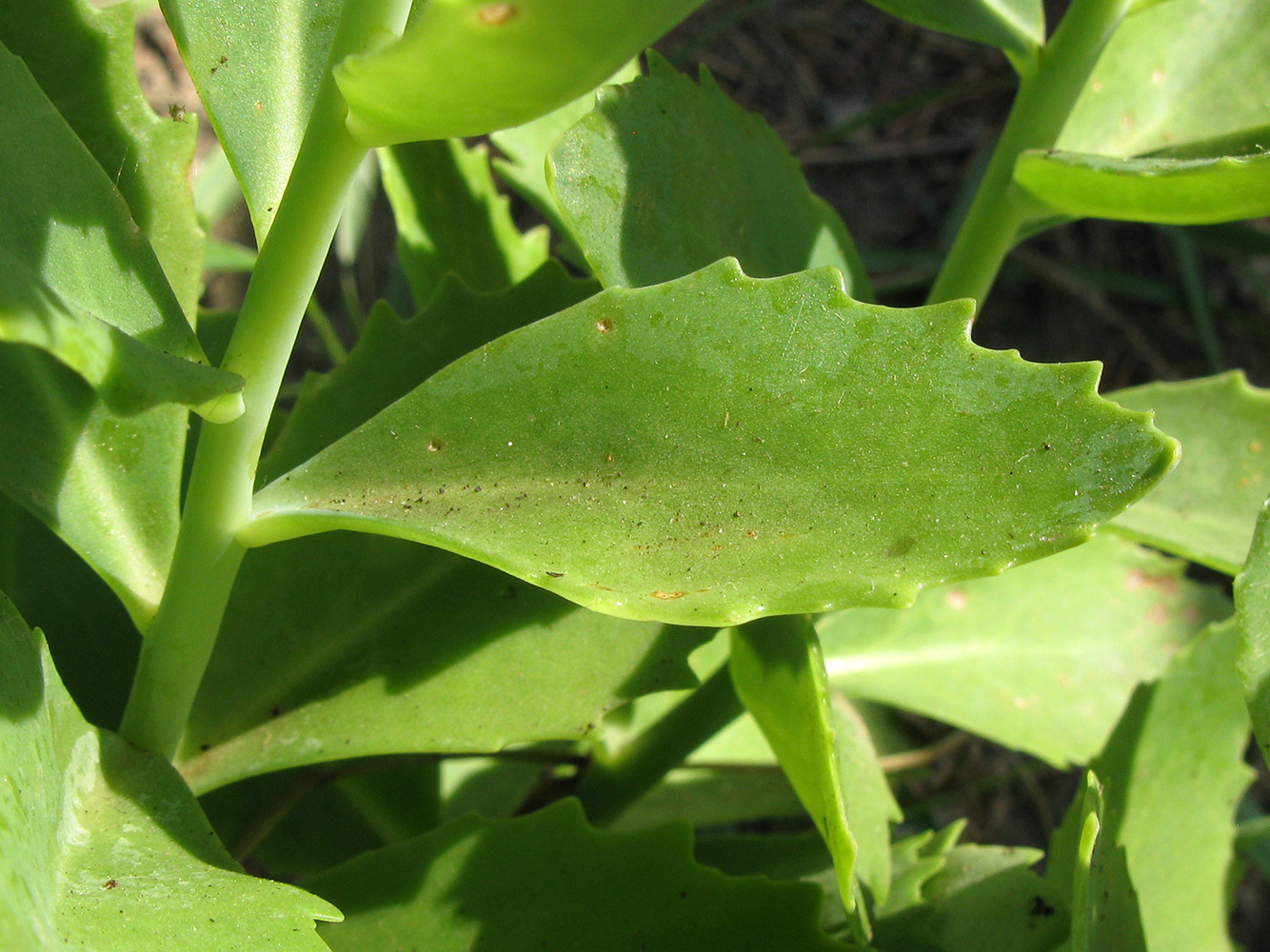 Image of Hylotelephium spectabile specimen.