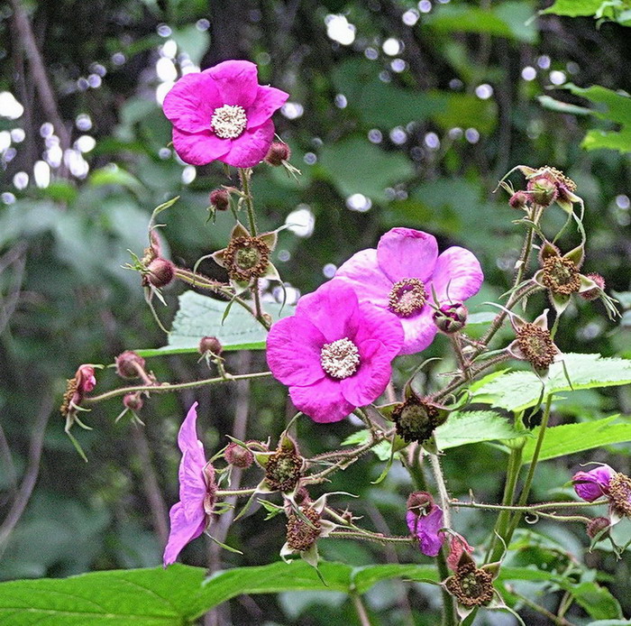 Image of Rubus odoratus specimen.