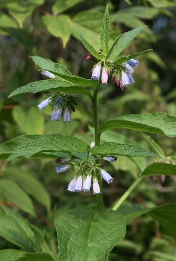 Image of Symphytum &times; uplandicum specimen.