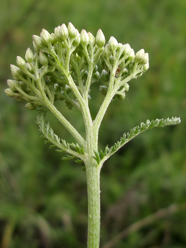 Изображение особи Achillea millefolium.