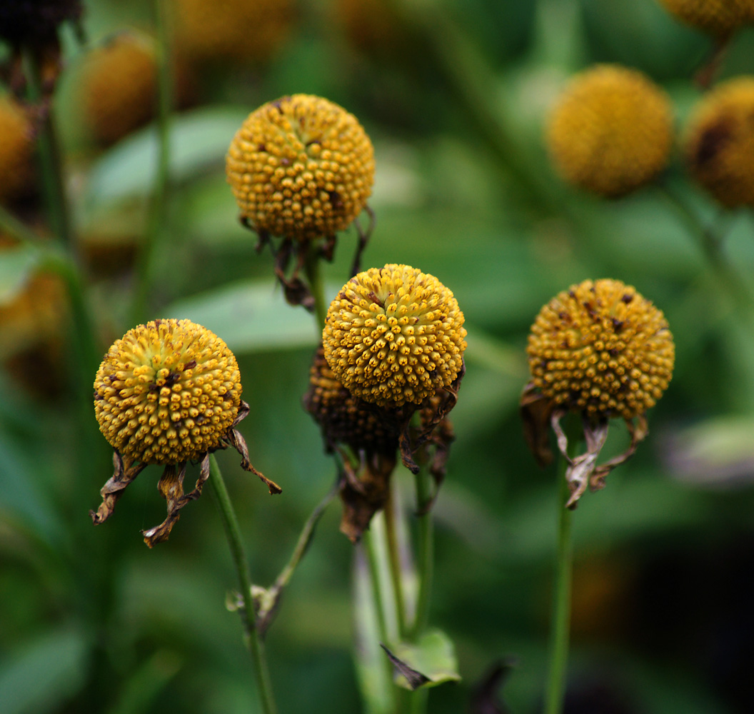 Image of Helenium autumnale specimen.