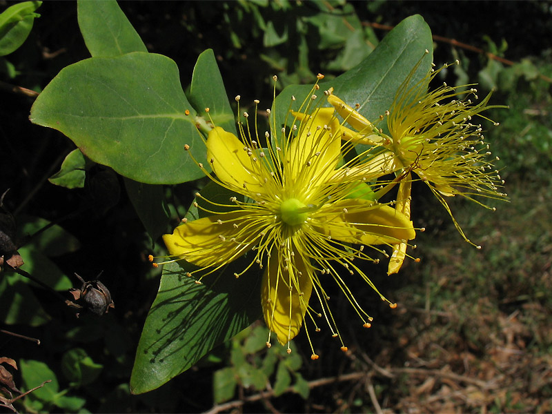 Image of Hypericum grandifolium specimen.