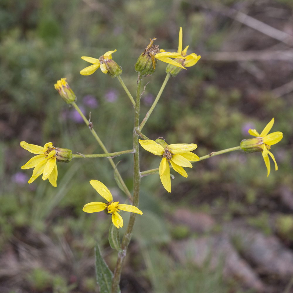 Image of Ligularia narynensis specimen.