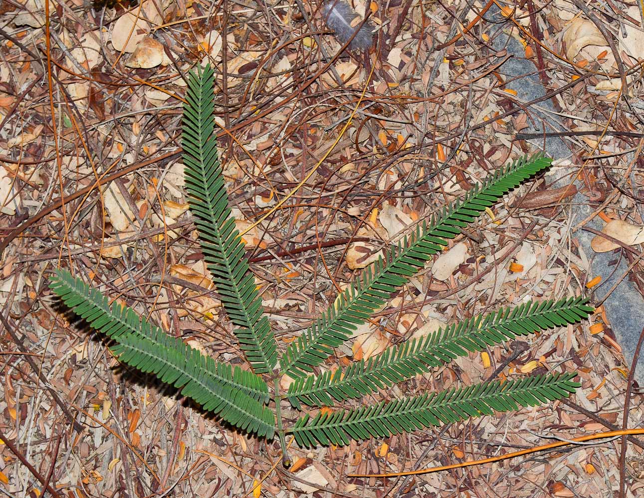 Image of Prosopis alba specimen.