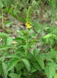 Agrimonia eupatoria