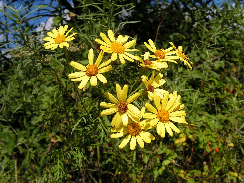 Изображение особи Senecio argunensis.