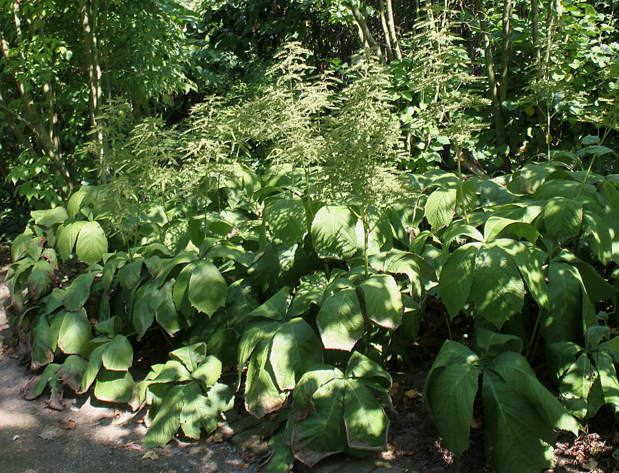 Изображение особи Rodgersia podophylla.