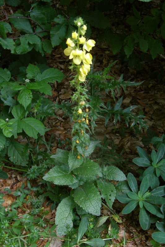 Image of Verbascum spectabile specimen.