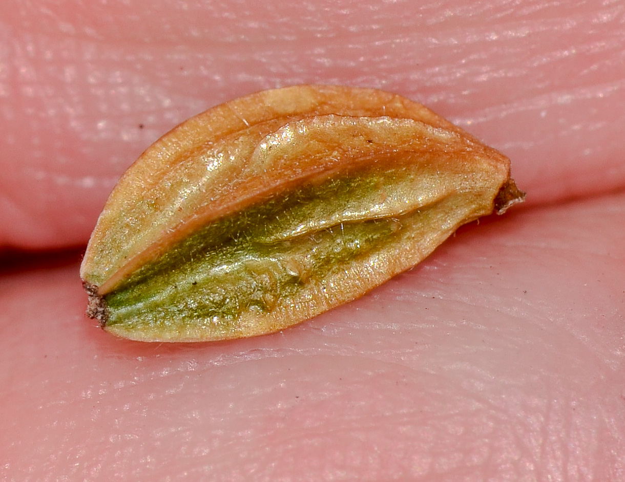 Image of Gaura lindheimeri specimen.