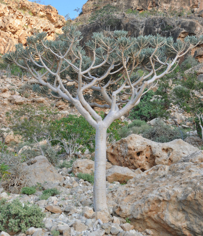 Image of Euphorbia arbuscula specimen.