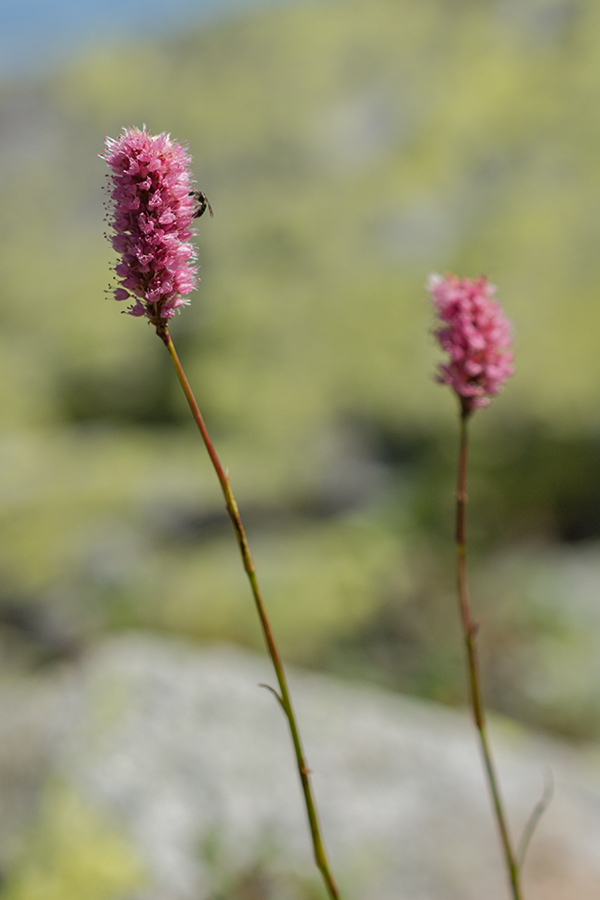 Image of Bistorta carnea specimen.