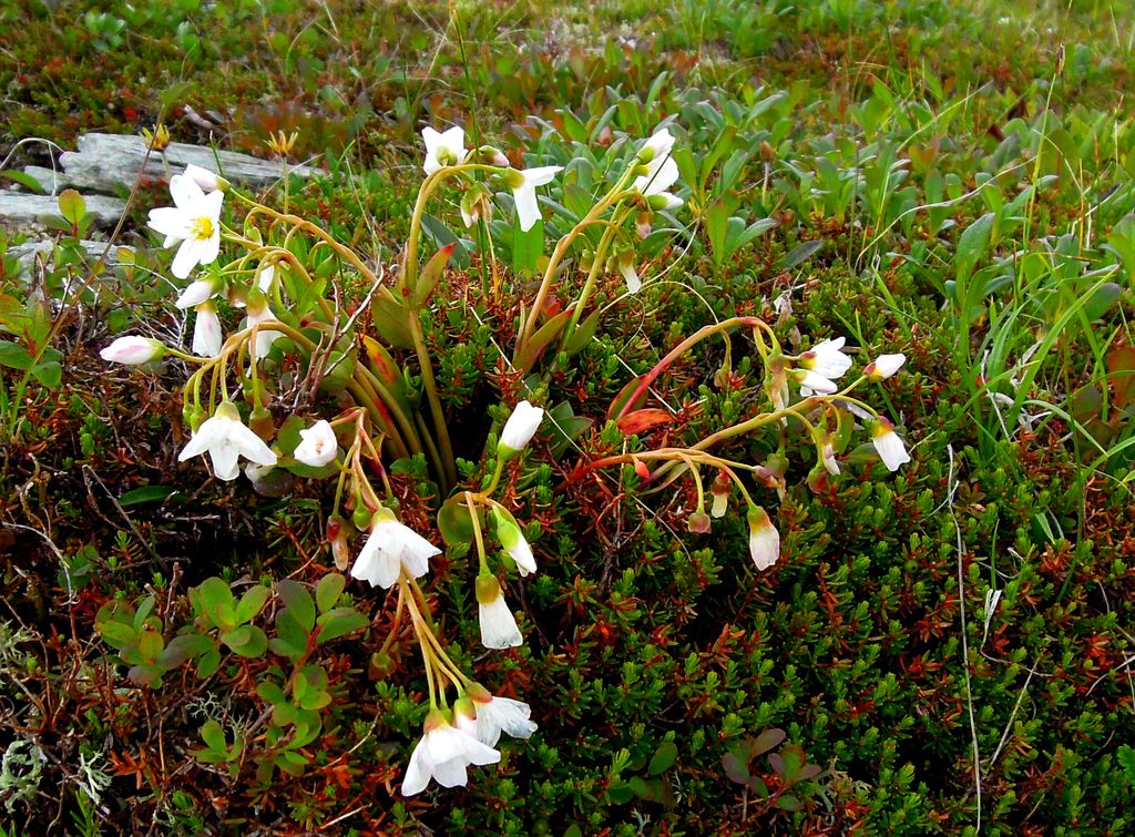 Image of Claytonia joanneana specimen.