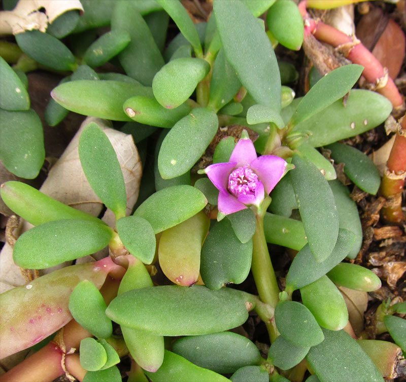 Image of Sesuvium portulacastrum specimen.