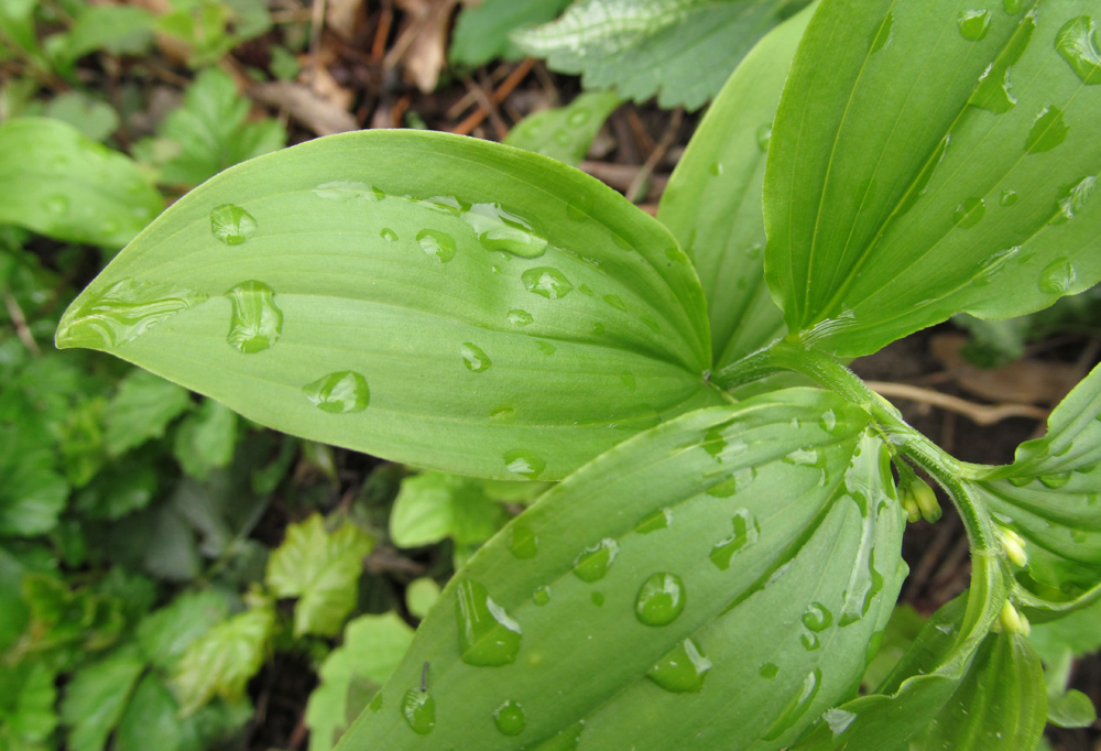 Image of genus Polygonatum specimen.