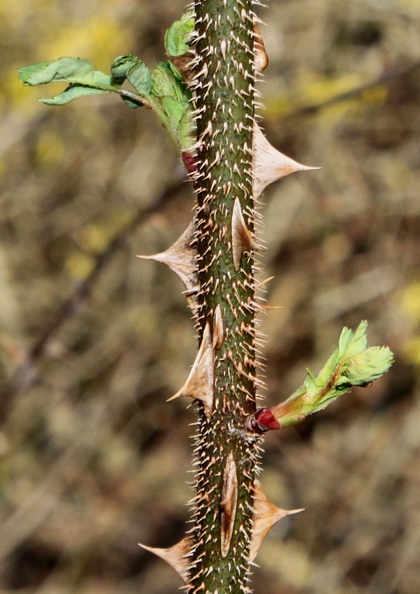 Изображение особи Rosa omeiensis f. pteracantha.