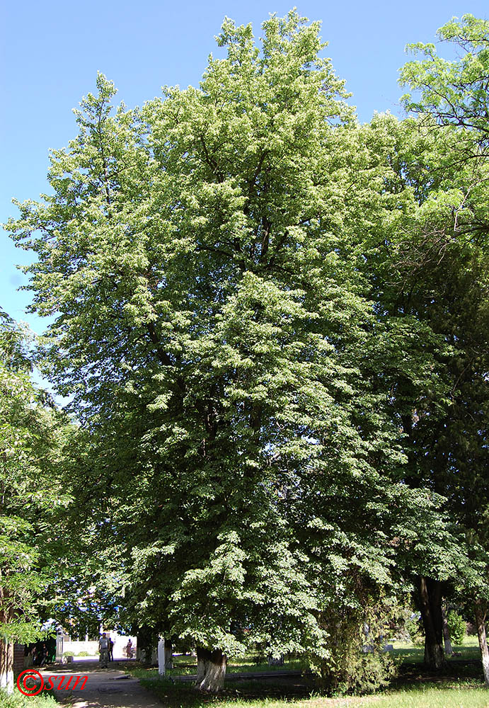 Image of Tilia cordata specimen.