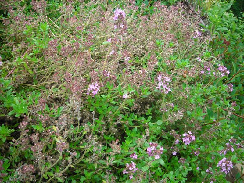 Image of Thymus pulegioides specimen.